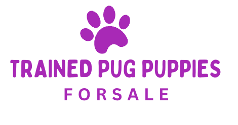 trainedpugpuppiesforsale.com